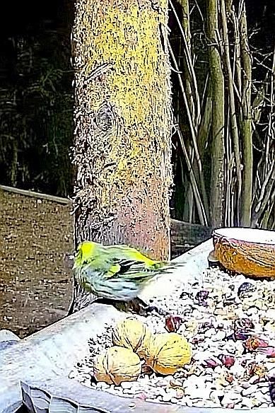 livebirdspoland_2f0686b2fabfb4e9f7b2d03fb11aa4df.jpg