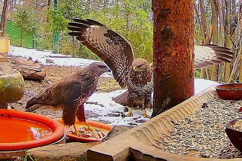 livebirdspoland_604f1f59e8800a45dc009ac09615666b.jpg