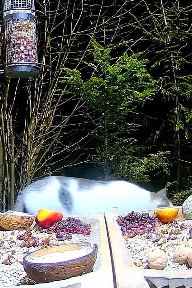 livebirdspoland_c59a401c962ca6a0c795f4b814ac54bf.jpg