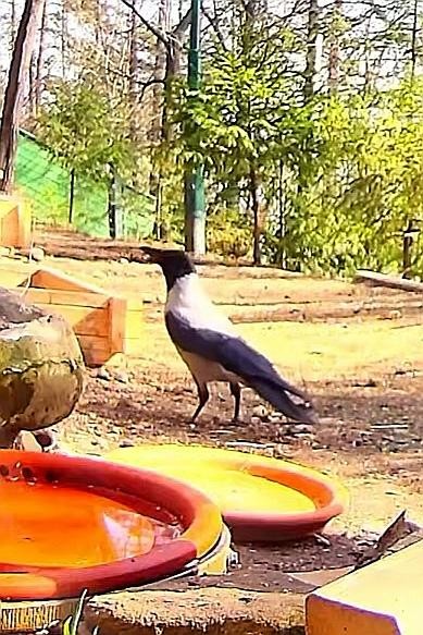 livebirdspoland_5f8b413fb69af674afa1032df1738c24.jpg