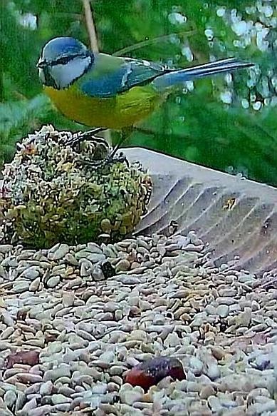 livebirdspoland_39fa6c906b97360be025091b3a8326bb.jpg
