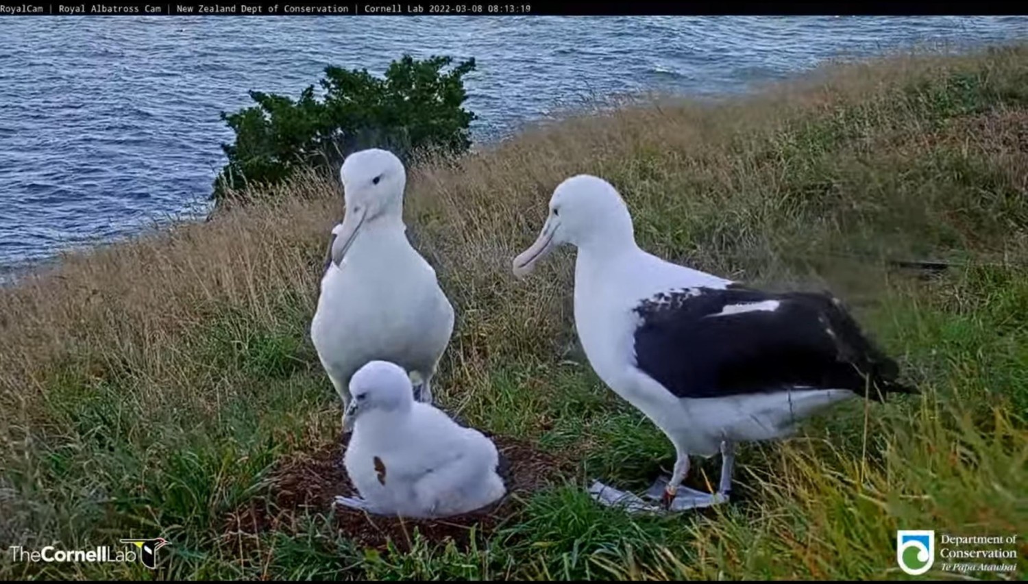 livebirdspoland_51904f58e685c4ec019e9bc800c120bb.jpg
