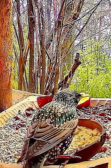 livebirdspoland_7f424a830e21b5e59fab24ee25b7a0e1.jpg