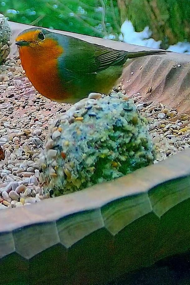 livebirdspoland_0333e82b1030b3da37a0d663dffdd19b.jpg