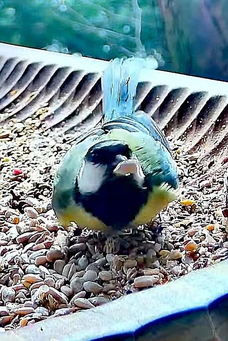 livebirdspoland_44c1fffcde10ca861022258fb797b94d.jpg