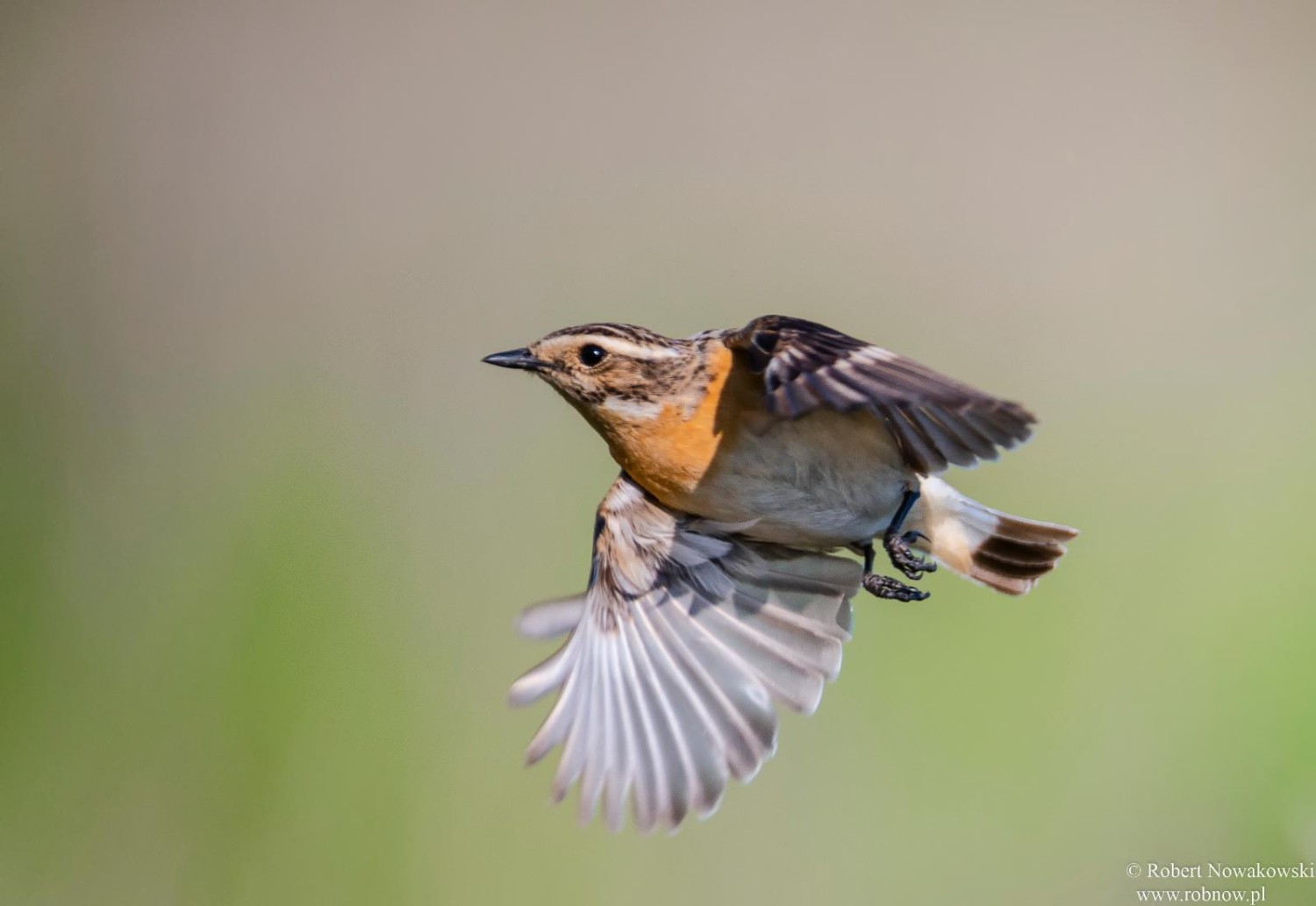 livebirdspoland_ccf7d54b9a2cf6c8e5bc06b67304f9d5.jpg
