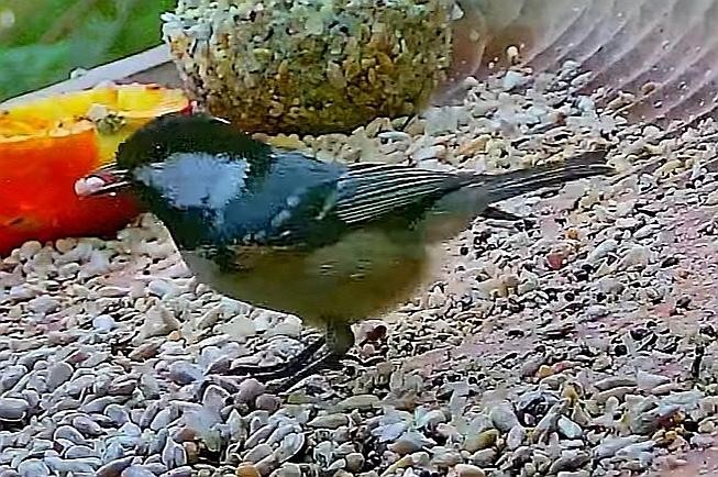 livebirdspoland_6245d4ef9b80199a625cacff0a4cfc74.jpg