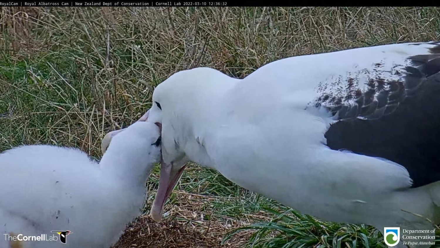 livebirdspoland_8f65ed47f3a4b12ce4bfb2fb2f14a870.jpg