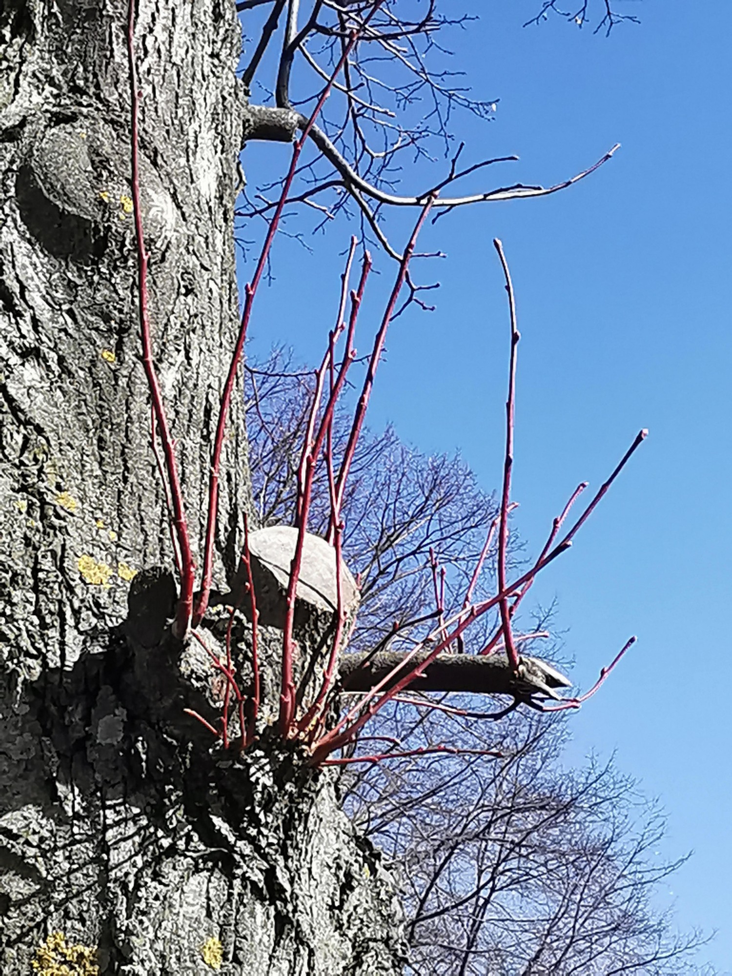 livebirdspoland_3c70e77b3708fef2c1fb2f4288b7f011.jpg