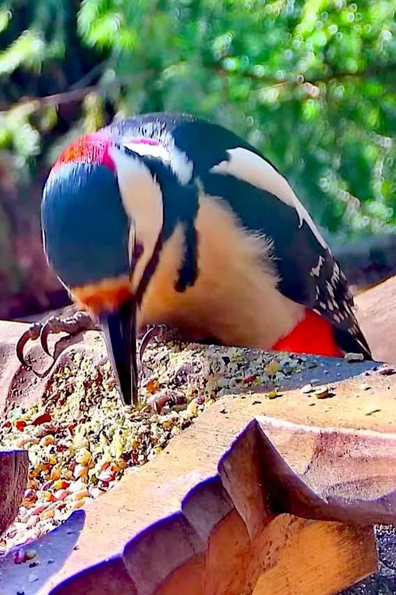 livebirdspoland_0e8f38d62f164718f06d3a632b93c0a7.jpg