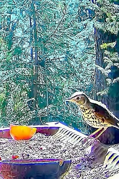 livebirdspoland_b7a9a94bb7bccf2283720f52ec8c3a11.jpg