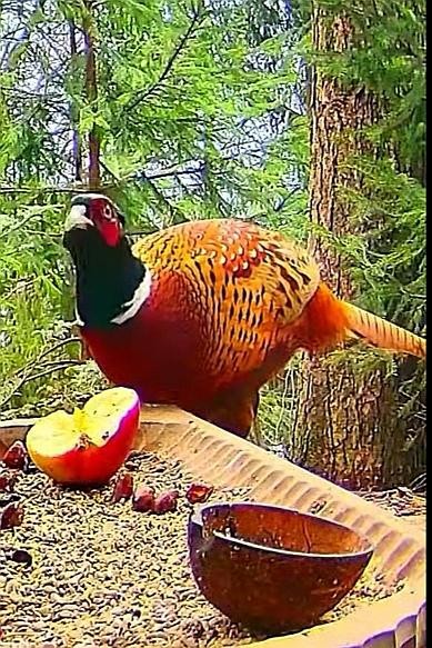 livebirdspoland_dc68ef4089872f0a30d7c63c05f21efb.jpg