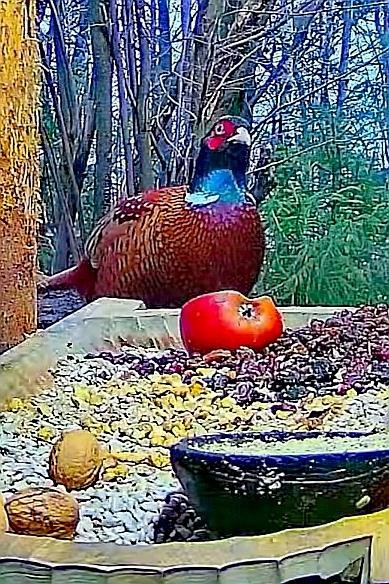 livebirdspoland_aea1116e44ccbdea1bc501b8190266bd.jpg