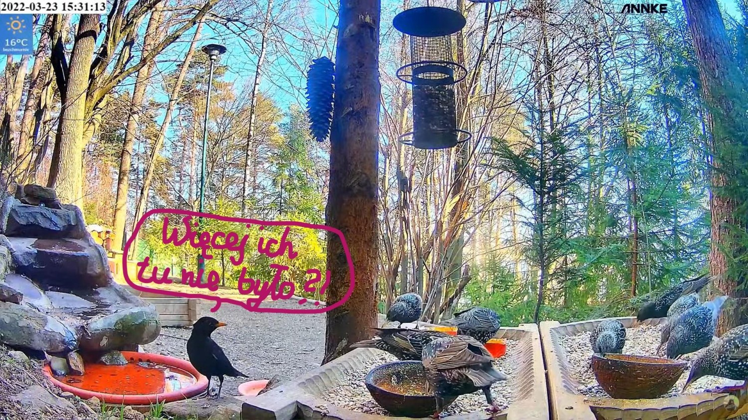 livebirdspoland_704e386cda4eb705ea8b7976789b5111.jpg