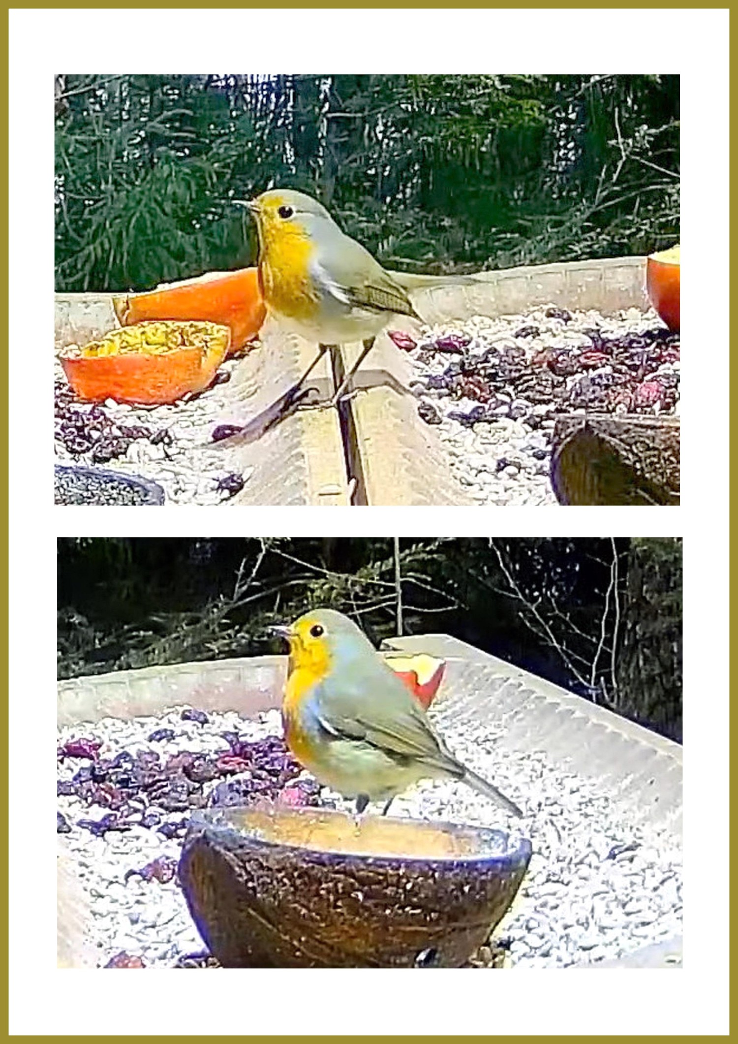 livebirdspoland_6c21ec58cfd7129648a3ccfa6ff81641.jpg