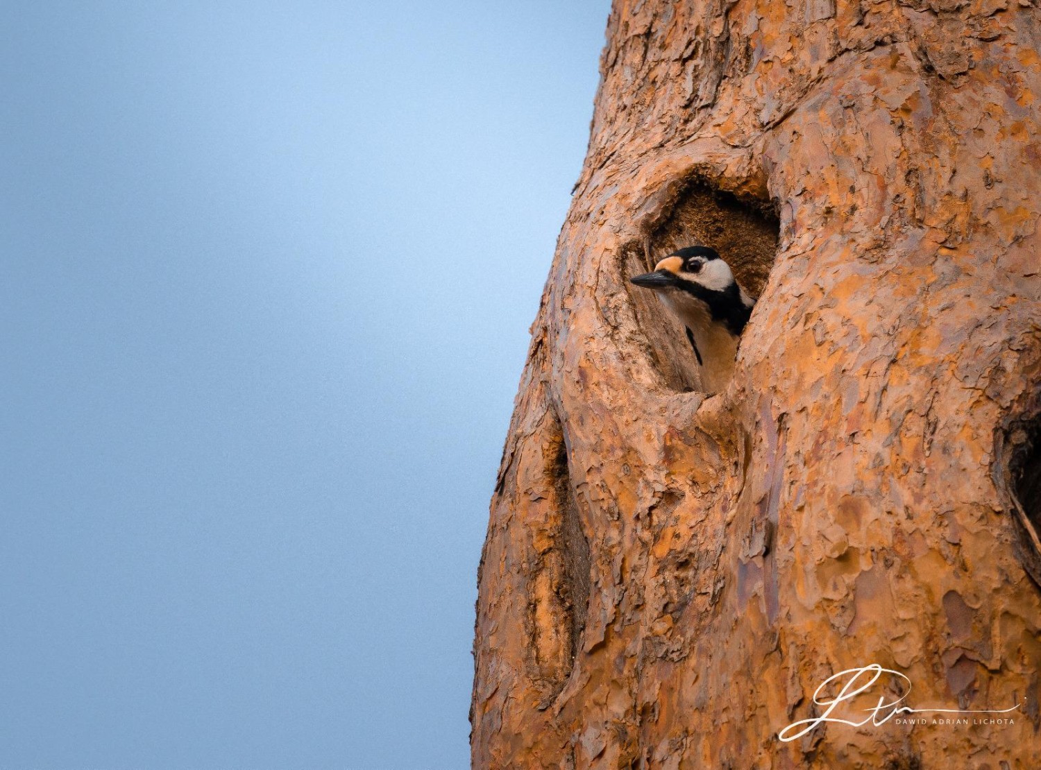 livebirdspoland_6c424278977f45346801354a05592cb9.jpg