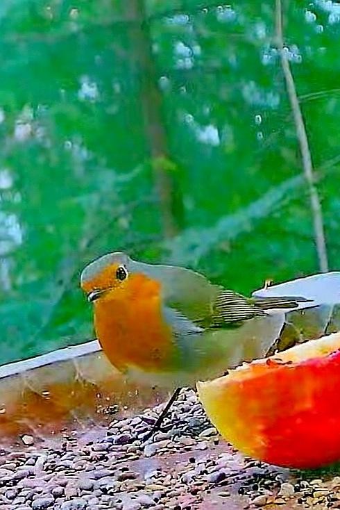 livebirdspoland_e2a091395077c9cb57f45a249b1f2842.jpg