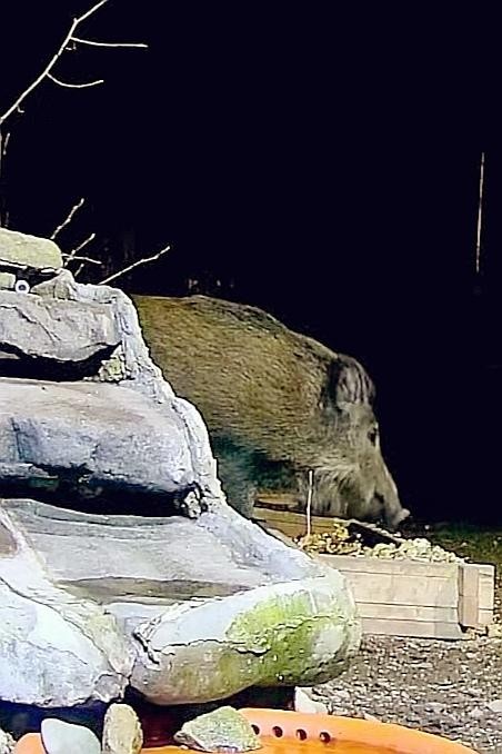 livebirdspoland_076976cb0e777c03cd95e8620592bf47.jpg