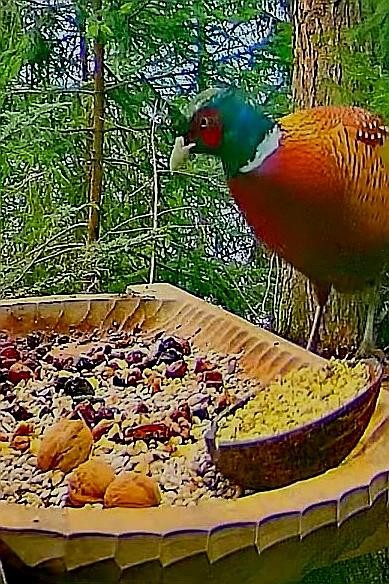 livebirdspoland_1cd5d5f0bb8ab8b21549957e2902e62c.jpg