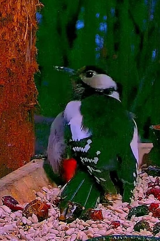 livebirdspoland_aac09ec3771bdc7ce57618f0457d60c0.jpg