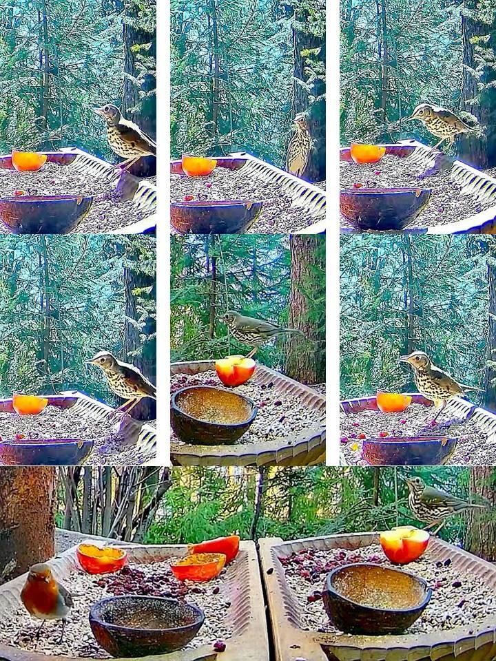 livebirdspoland_29288e39516e7233ce0ad983bdc2f34b.jpg
