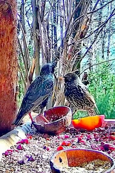 livebirdspoland_3b8bc2f3a2e0f29a5cff663591d7d164.jpg