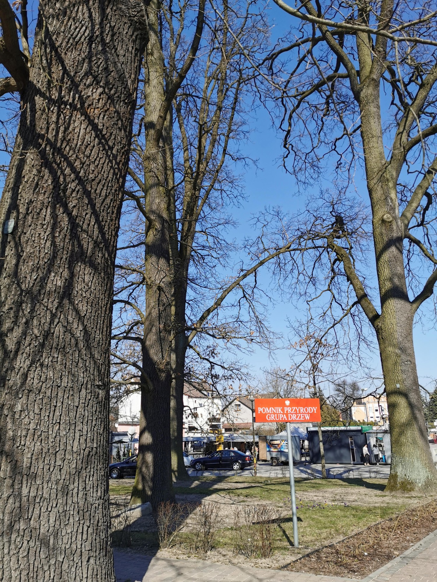 livebirdspoland_5a826fb103e7385937963bdf0d863767.jpg