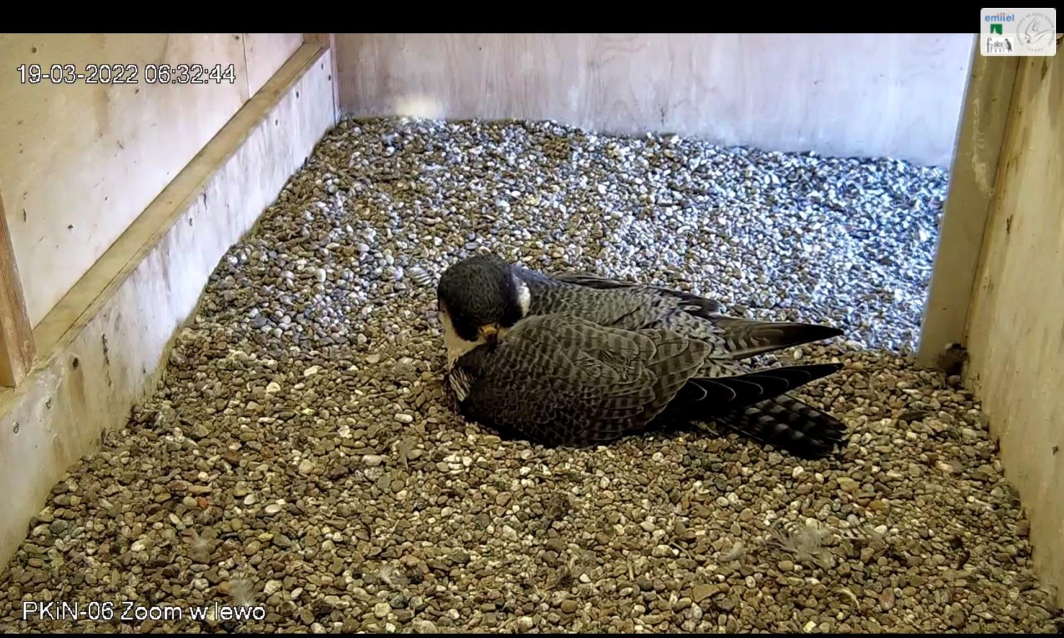 livebirdspoland_c2d4cc9f7f49319b963ce59f50db547f.jpg