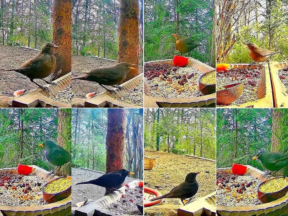 livebirdspoland_b10b7db2dcb78660bfe50ea59ef4df32.jpg