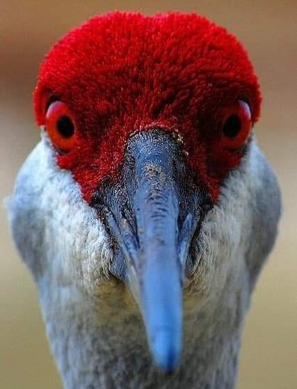 livebirdspoland_e4ba655665ff9e7667b0bcd13f61bcac.png