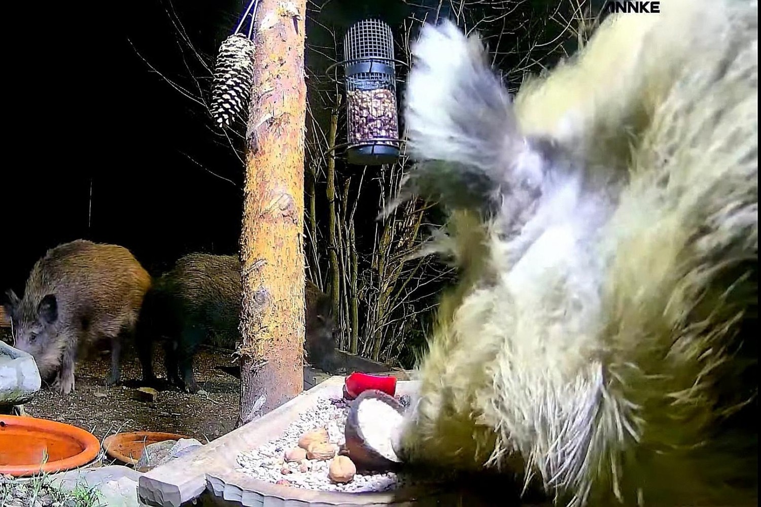 livebirdspoland_a0923927c75c98fa99be56c3af97f833.jpg