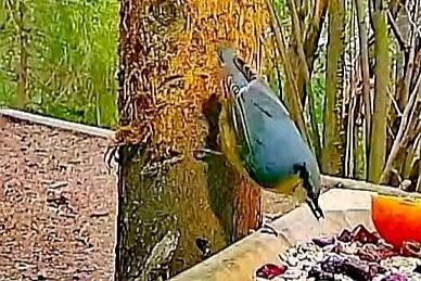 livebirdspoland_cc716be9188f12042931f5dc63f865ba.jpg