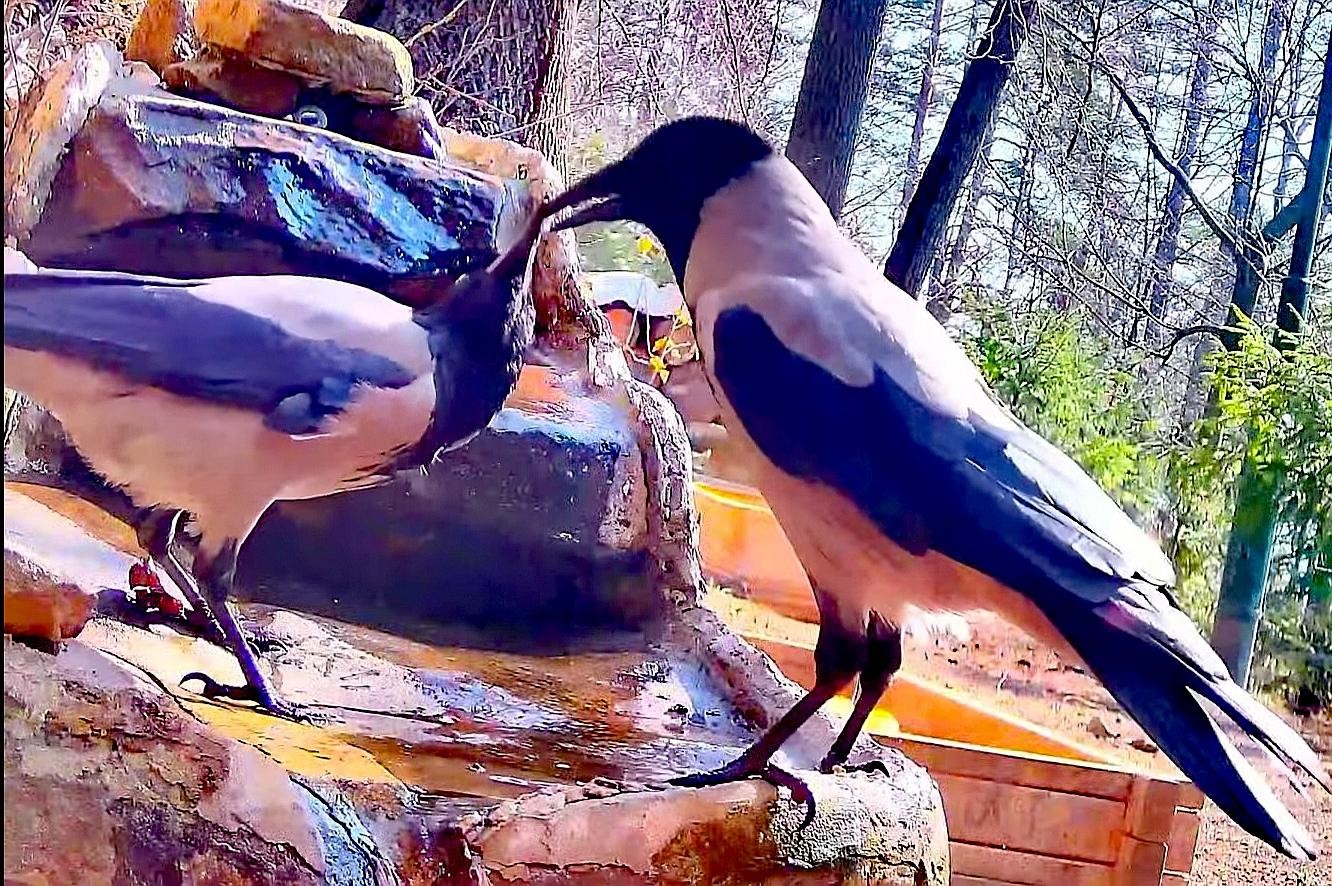 livebirdspoland_4726c2f59b1c4b7d7850b05dc6d4bd24.jpg
