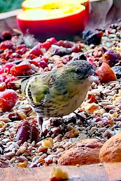livebirdspoland_1bf90b8239c5e294059e2c60f66c7444.jpg