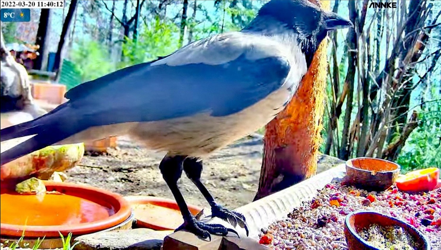 livebirdspoland_05943213f9b46bb74cbb0fe53d7085cf.jpg