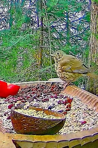 livebirdspoland_ebe714942f5af5907d17977ebbe59708.jpg