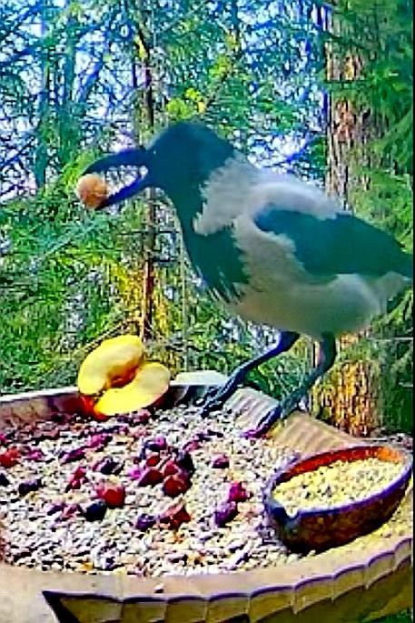 livebirdspoland_95d913eed702ca2bd6c41df3672a44cc.jpg