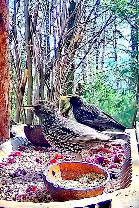 livebirdspoland_b183fcfb68eff4cc919c3c0e3f120efa.jpg