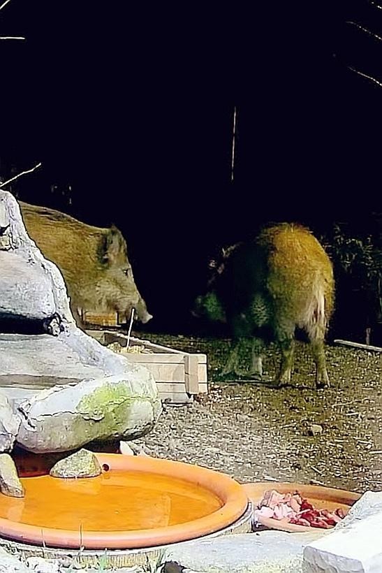 livebirdspoland_fd933acbeca1f92e07c1689bf8e8f5b9.jpg