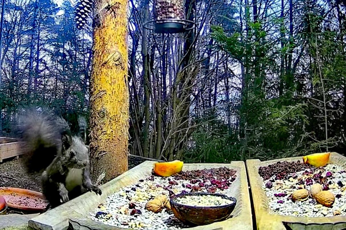 livebirdspoland_443746e1e667161cd38600b11d754c1c.jpg