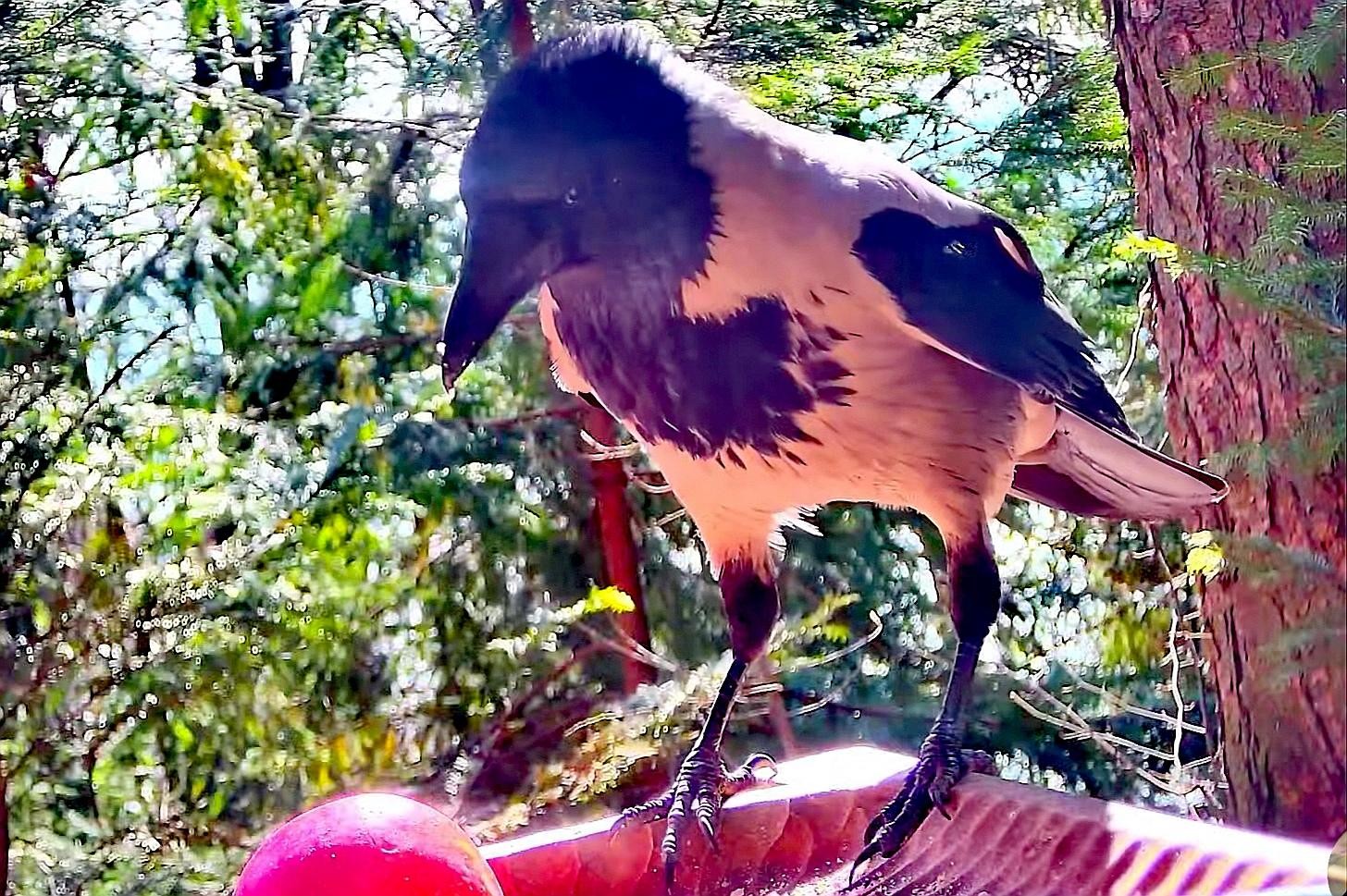 livebirdspoland_ef38257c57aada27bb2418d317fbf161.jpg
