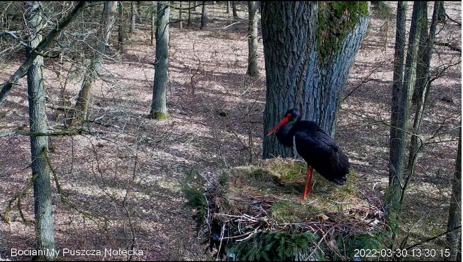 livebirdspoland_2f1a25ef7e9639f7f6cee6164c346e39.jpg