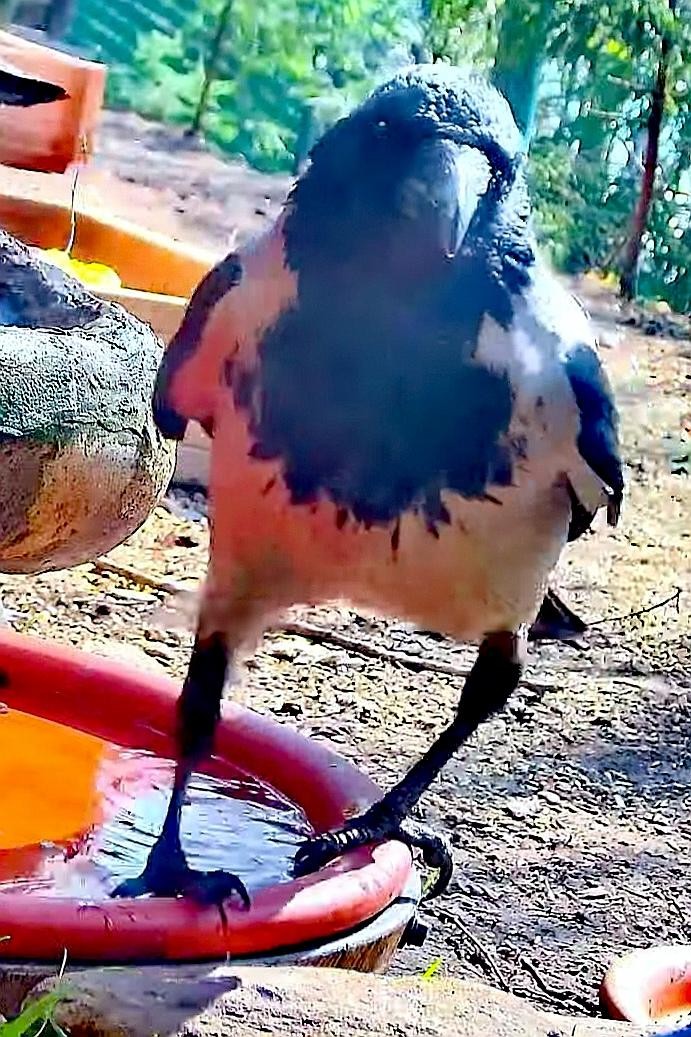 livebirdspoland_8bc765dc439c1faa2bf0ba2345b7710b.jpg