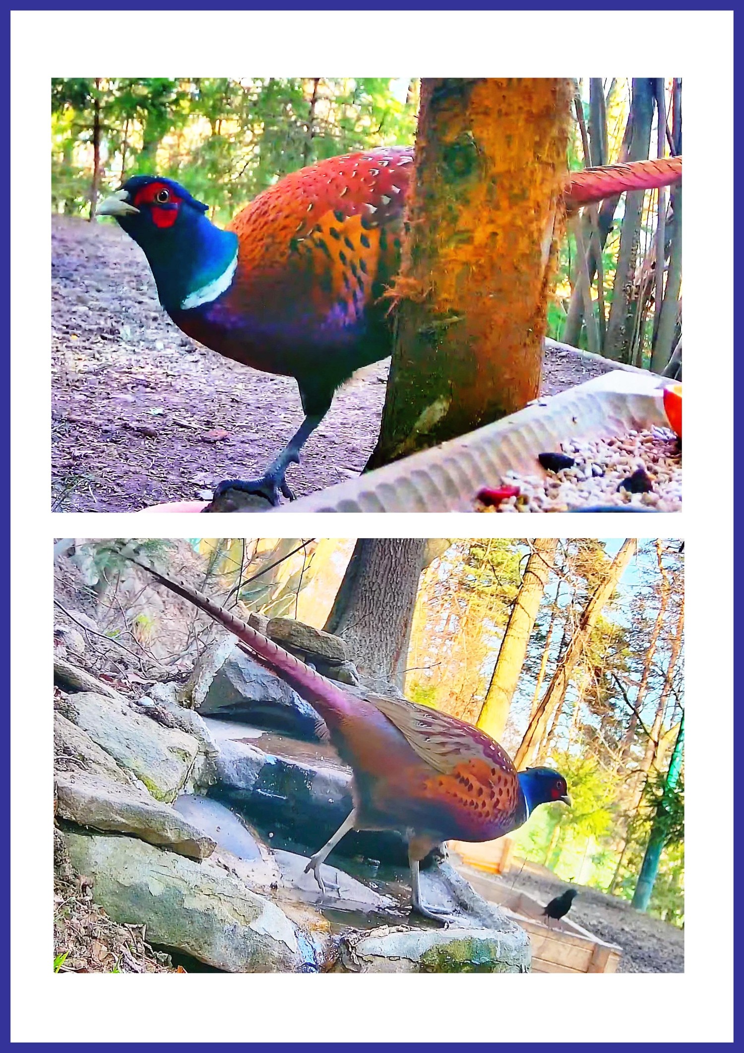livebirdspoland_7ff0eedd9c0f1c04cc3b8035e944f895.jpg