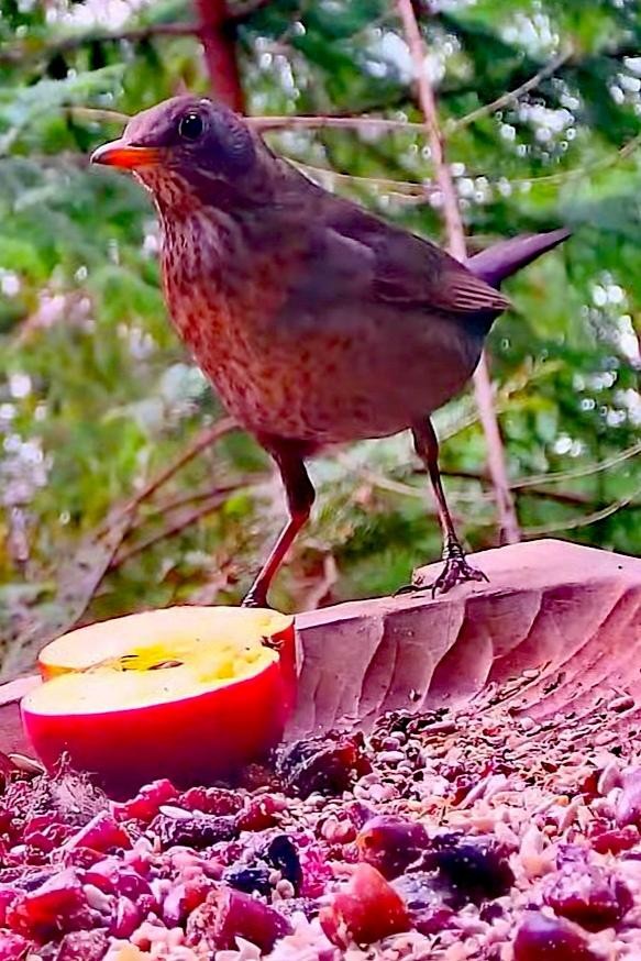 livebirdspoland_9fce7a546788096f8ede87ab40211e7f.jpg