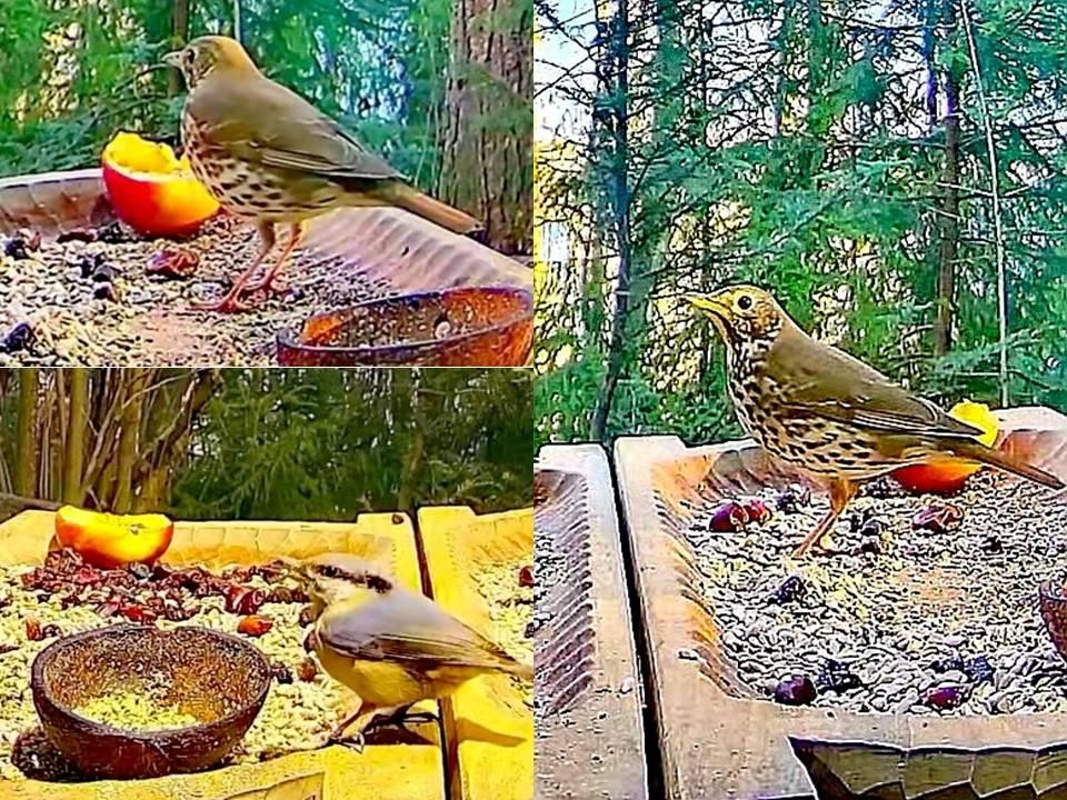 livebirdspoland_6a9c892841b068022908f176567e6780.jpg