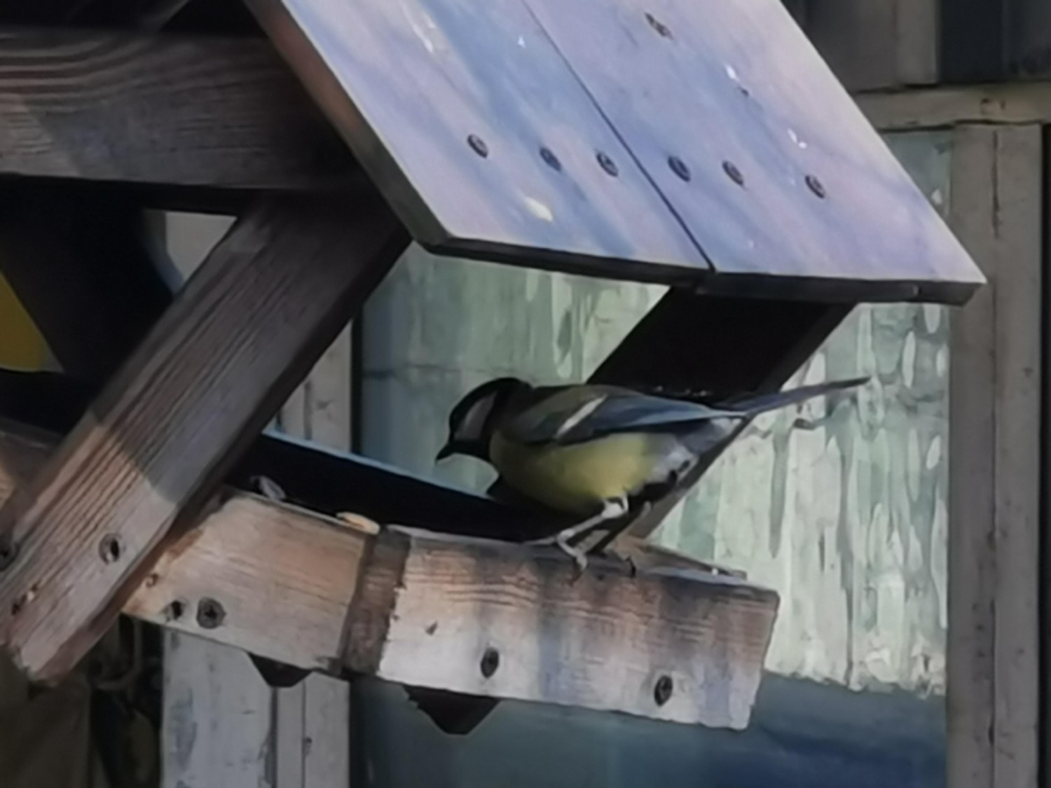 livebirdspoland_59de81cca283587eea32f5116350ab71.jpg