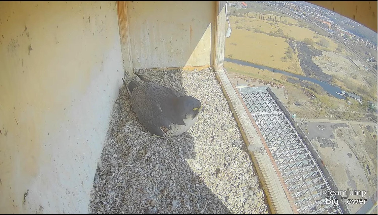 livebirdspoland_9d40c222355842693333cc86a3c55082.jpg