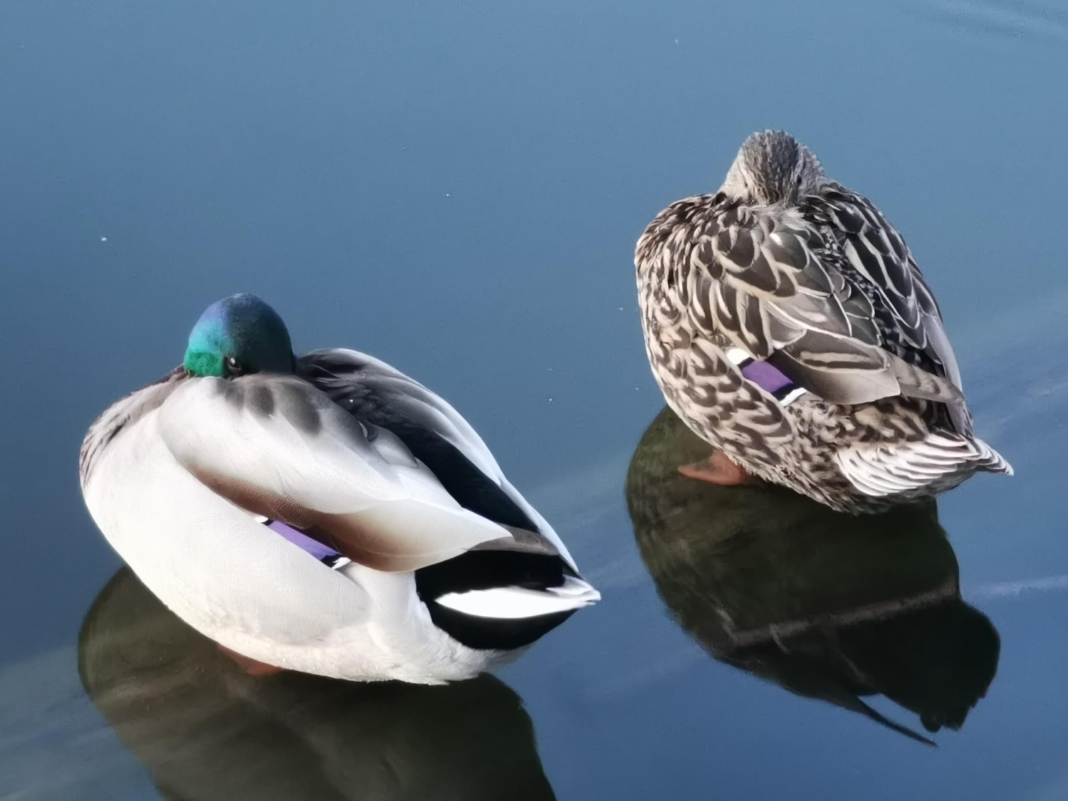 livebirdspoland_704604f73ee24c69e5b0143522c977df.jpg