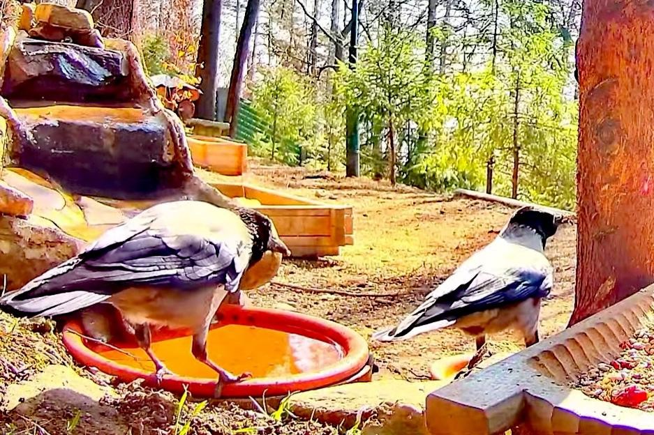 livebirdspoland_3667b0e83d83136b103ccfe40a2f8e06.jpg
